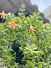 Load image into Gallery viewer, Cliff Cotyledon (Cotyledon Pendens)
