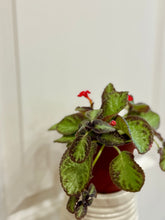 Load image into Gallery viewer, Flame violet (Episcia Cupreata)

