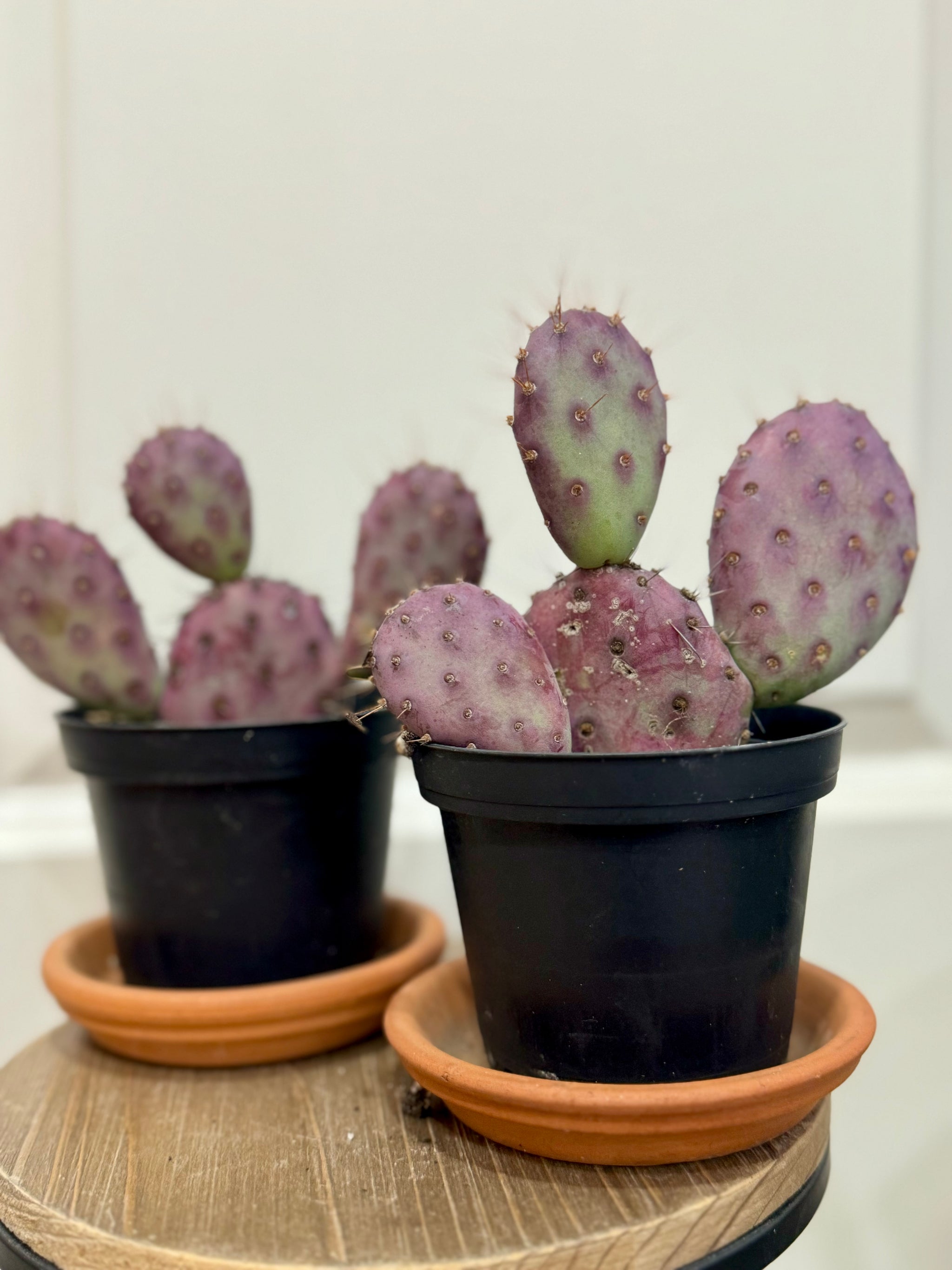 Santa Rita Prickly Pear (Opuntia santarita) – Happy Sunrize