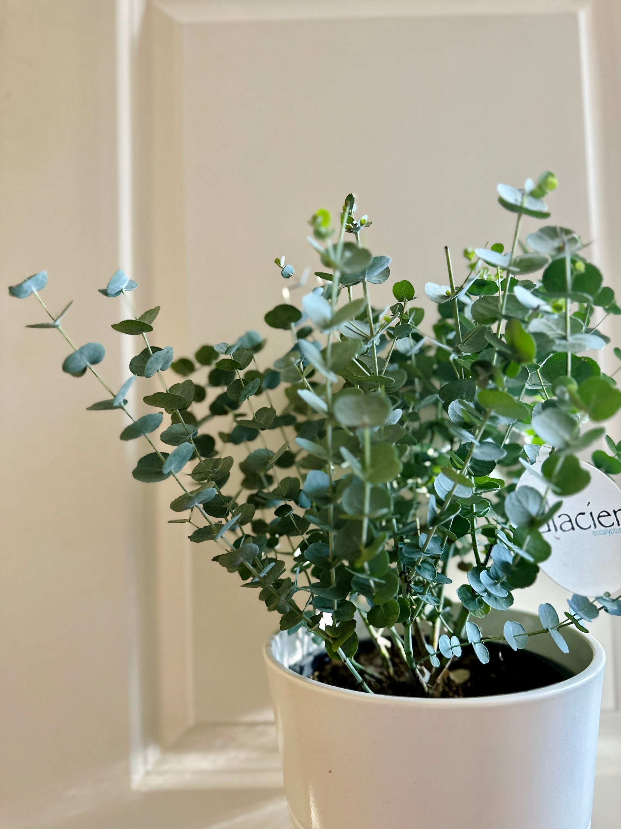 Glacier Eucalyptus – Happy Sunrize