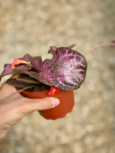 Load image into Gallery viewer, Flame violet (Episcia Cupreata)
