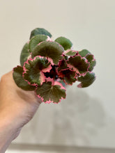 Load image into Gallery viewer, Variegated Strawberry Begonia (Saxifraga stolonifera variegata)
