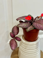 Load image into Gallery viewer, Flame violet (Episcia Cupreata)
