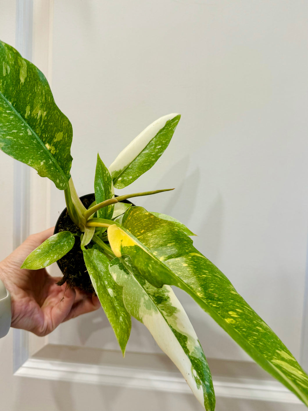 Ring of Fire Philodendron