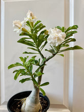 Load image into Gallery viewer, Grafted Desert rose (Adenium Obesum)
