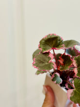 Load image into Gallery viewer, Variegated Strawberry Begonia (Saxifraga stolonifera variegata)
