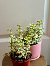 Load image into Gallery viewer, Portulacaria Variegated
