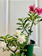 Load image into Gallery viewer, Grafted Desert rose (Adenium Obesum)

