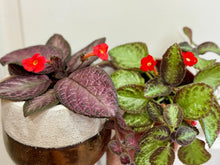 Load image into Gallery viewer, Flame violet (Episcia Cupreata)
