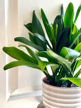 Load image into Gallery viewer, Good Luck Plant (Cordyline glauca)
