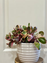 Load image into Gallery viewer, Kalanchoe Beauty Tricolor (Kalanchoe blossfeldiana variegata)
