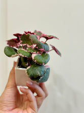 Load image into Gallery viewer, Variegated Strawberry Begonia (Saxifraga stolonifera variegata)
