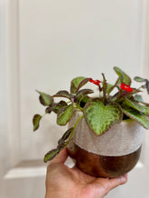 Load image into Gallery viewer, Flame violet (Episcia Cupreata)
