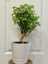 Load image into Gallery viewer, Ming Aralia (Polyscias fruticosa)
