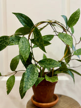 Load image into Gallery viewer, Hoya Rangsan
