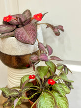 Load image into Gallery viewer, Flame violet (Episcia Cupreata)
