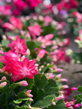 Load image into Gallery viewer, Holiday Cactus
