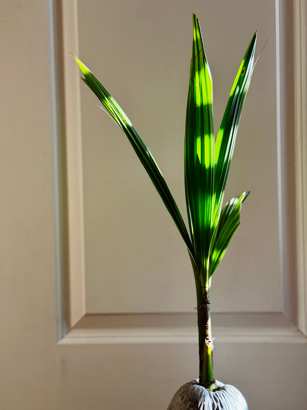 Coconut palm tree (Cocos nucifera)