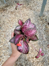 Load image into Gallery viewer, Flame violet (Episcia Cupreata)
