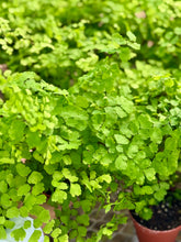 Load image into Gallery viewer, Maidenhair Fern

