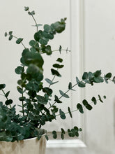 Load image into Gallery viewer, Glacier Eucalyptus
