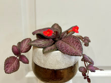 Load image into Gallery viewer, Flame violet (Episcia Cupreata)
