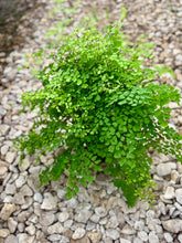 Load image into Gallery viewer, Maidenhair Fern
