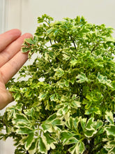 Load image into Gallery viewer, Ming Aralia (Polyscias fruticosa)
