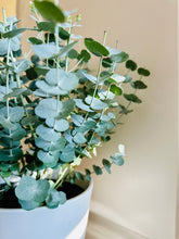 Load image into Gallery viewer, Glacier Eucalyptus
