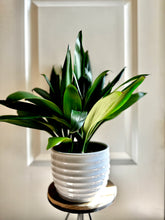 Load image into Gallery viewer, Good Luck Plant (Cordyline glauca)
