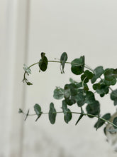 Load image into Gallery viewer, Glacier Eucalyptus
