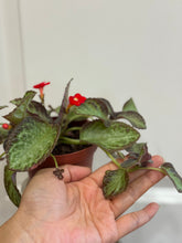 Load image into Gallery viewer, Flame violet (Episcia Cupreata)
