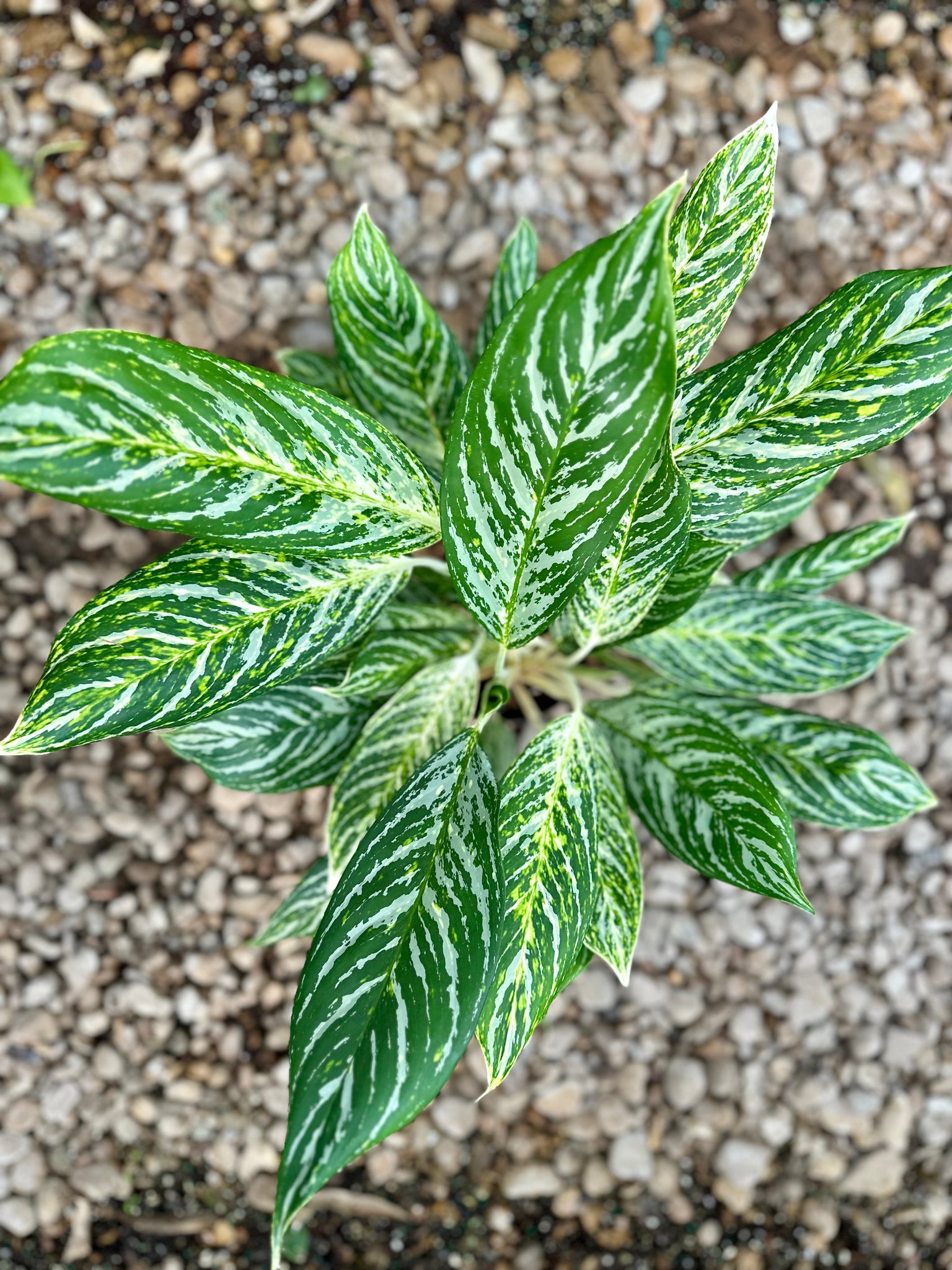 aglaonema madonna Golden Madonna Chinese evergreen (Aglaonema) – Happy Sunrize