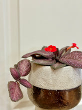 Load image into Gallery viewer, Flame violet (Episcia Cupreata)
