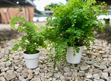 Load image into Gallery viewer, Maidenhair Fern
