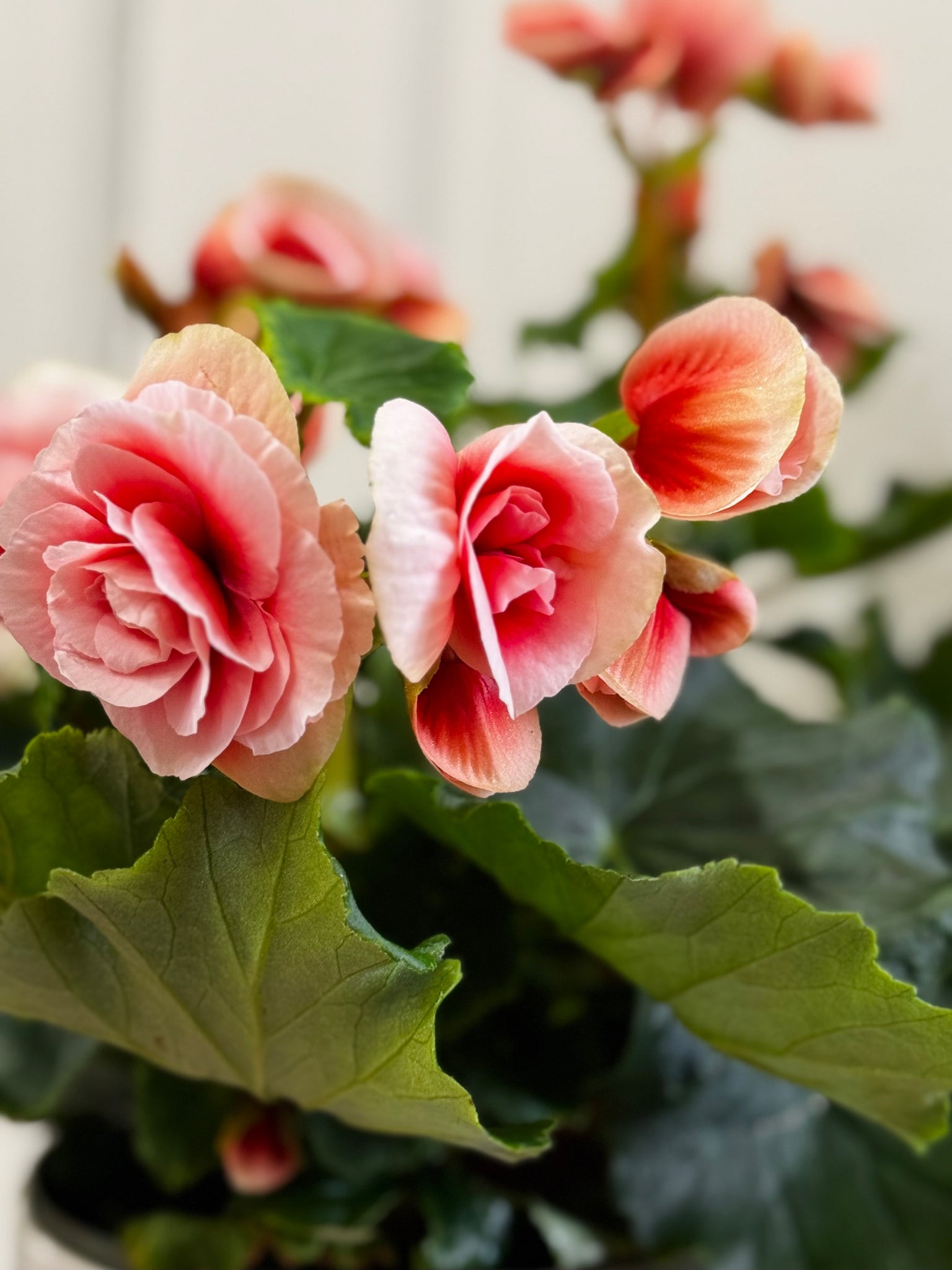 is rieger begonia an indoor or outdoor plant Rieger Begonias – Happy Sunrize
