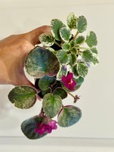 Load image into Gallery viewer, African Violets

