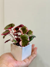 Load image into Gallery viewer, Variegated Strawberry Begonia (Saxifraga stolonifera variegata)

