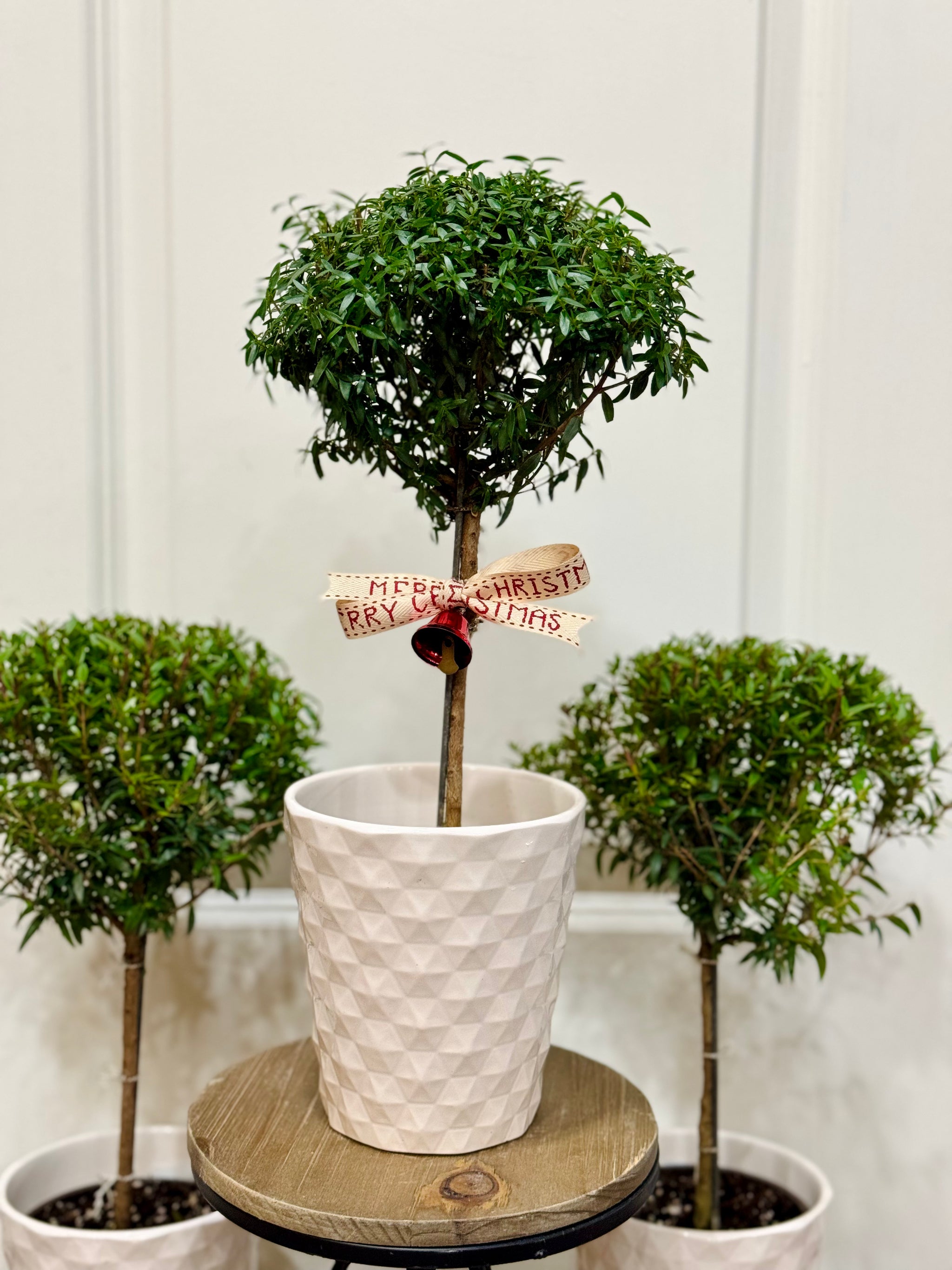 myrtle plant care indoor Heirloom Myrtle Topiary (Myrtus Communis) – Happy Sunrize