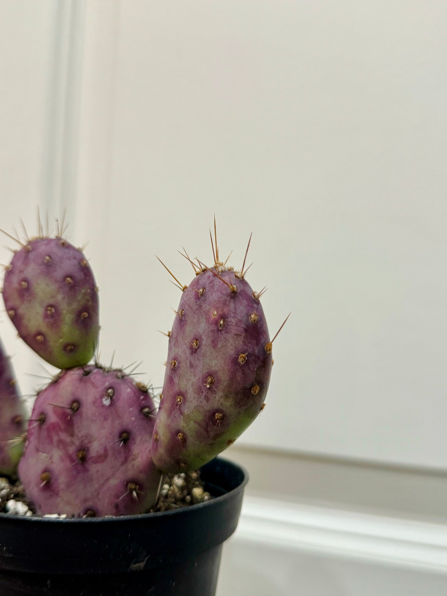 this is a santa rita prickly pear cactus Santa Rita Prickly Pear (Opuntia santarita) – Happy Sunrize