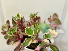 Load image into Gallery viewer, Kalanchoe Beauty Tricolor (Kalanchoe blossfeldiana variegata)
