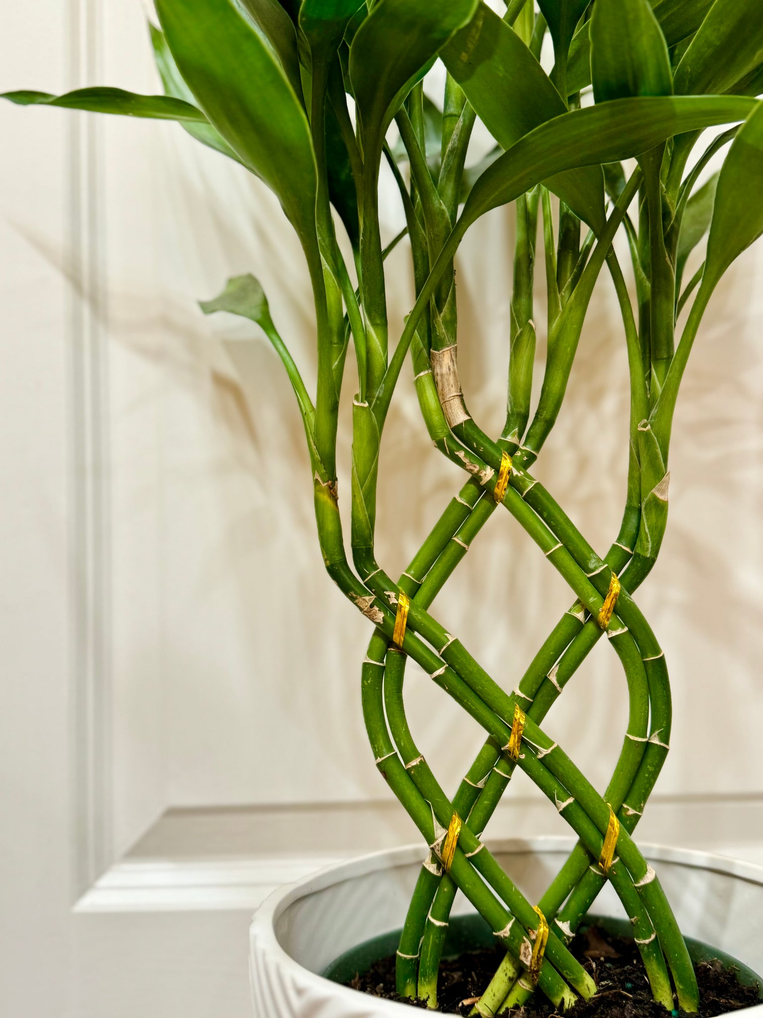 lucky bamboo mitre 10 Lucky bamboo (Dracaena sanderiana) – Happy Sunrize