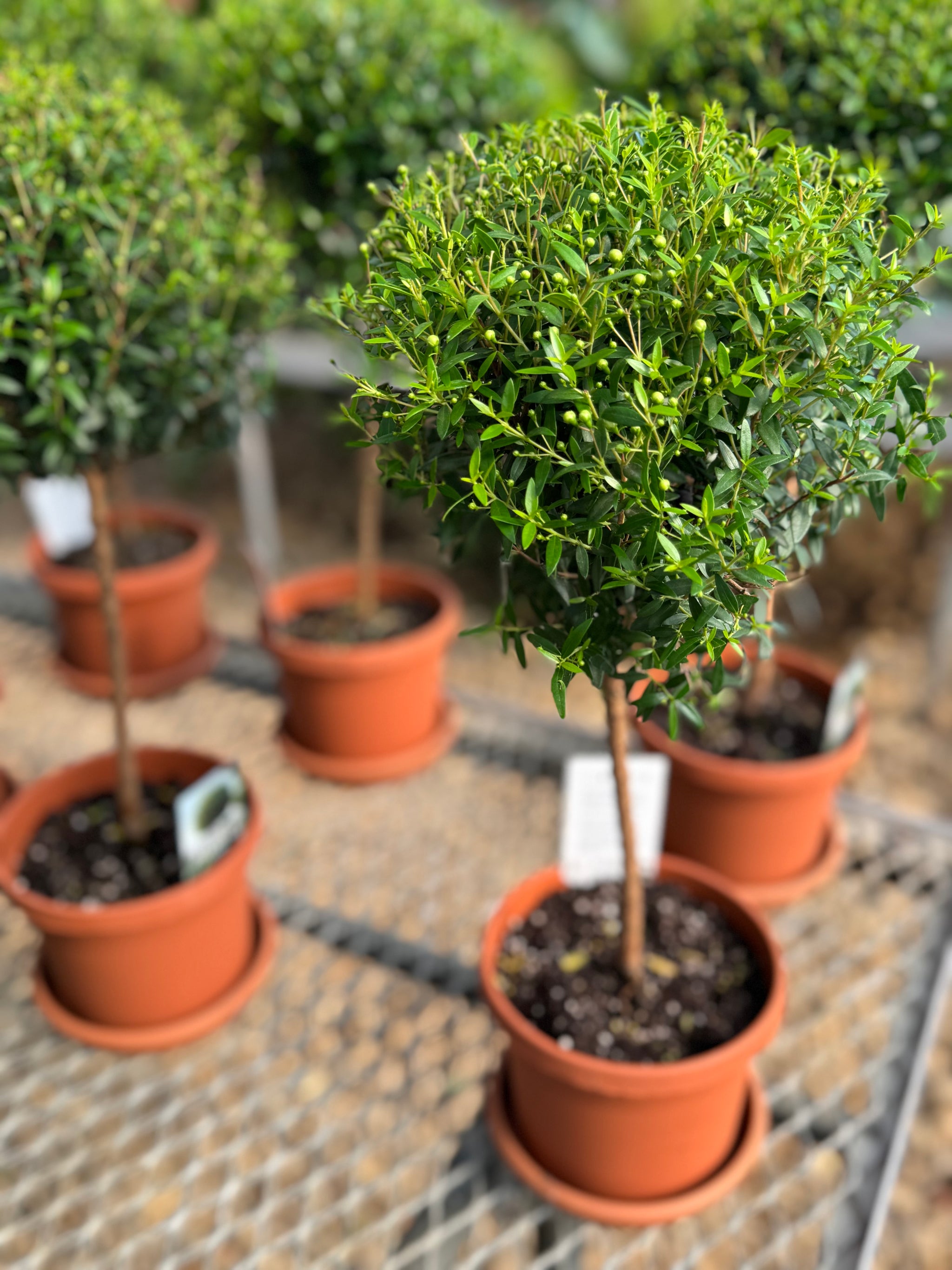 myrtus communis indoor plant Heirloom Myrtle Topiary (Myrtus Communis) – Happy Sunrize