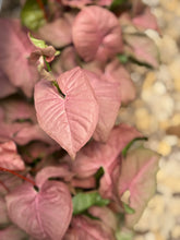 Load image into Gallery viewer, Pink Arrowhead Plant (Syngonium Podophyllum Pink Allusion)
