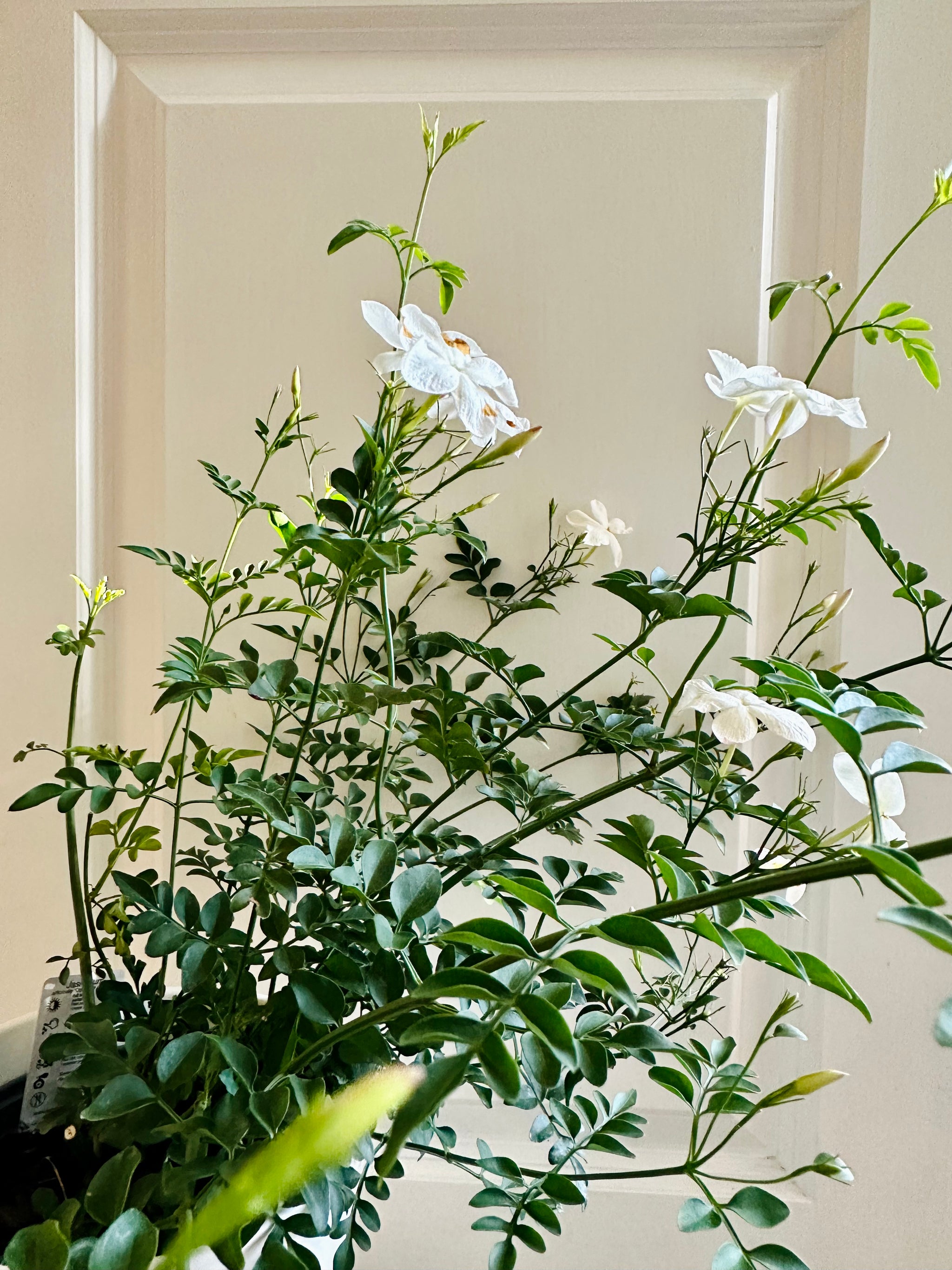 Common jasmine (jasminum officinale) – Happy Sunrize
