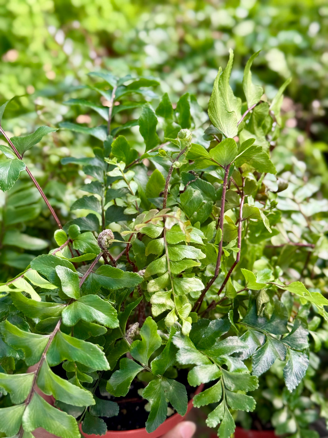 Mahogany Ferns (Didymochlaena truncatula)