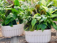 Load image into Gallery viewer, Assorted Greenery Arrangement
