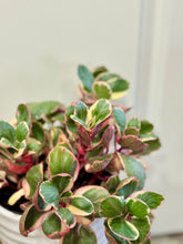 Load image into Gallery viewer, Kalanchoe Beauty Tricolor (Kalanchoe blossfeldiana variegata)
