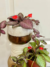 Load image into Gallery viewer, Flame violet (Episcia Cupreata)
