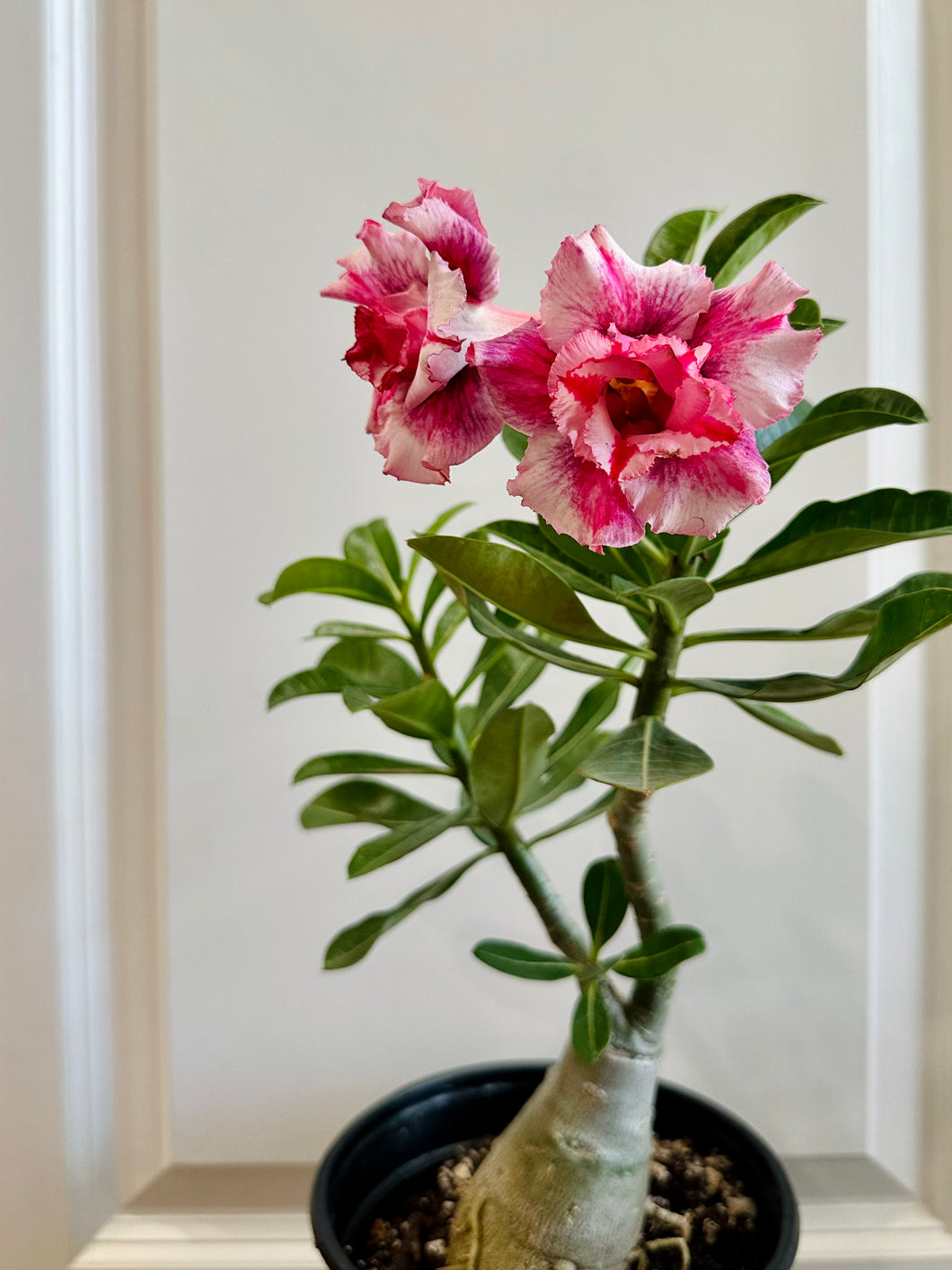 Grafted Desert rose (Adenium Obesum)